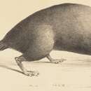 Image de Chimarrogale himalayica (Gray 1842)