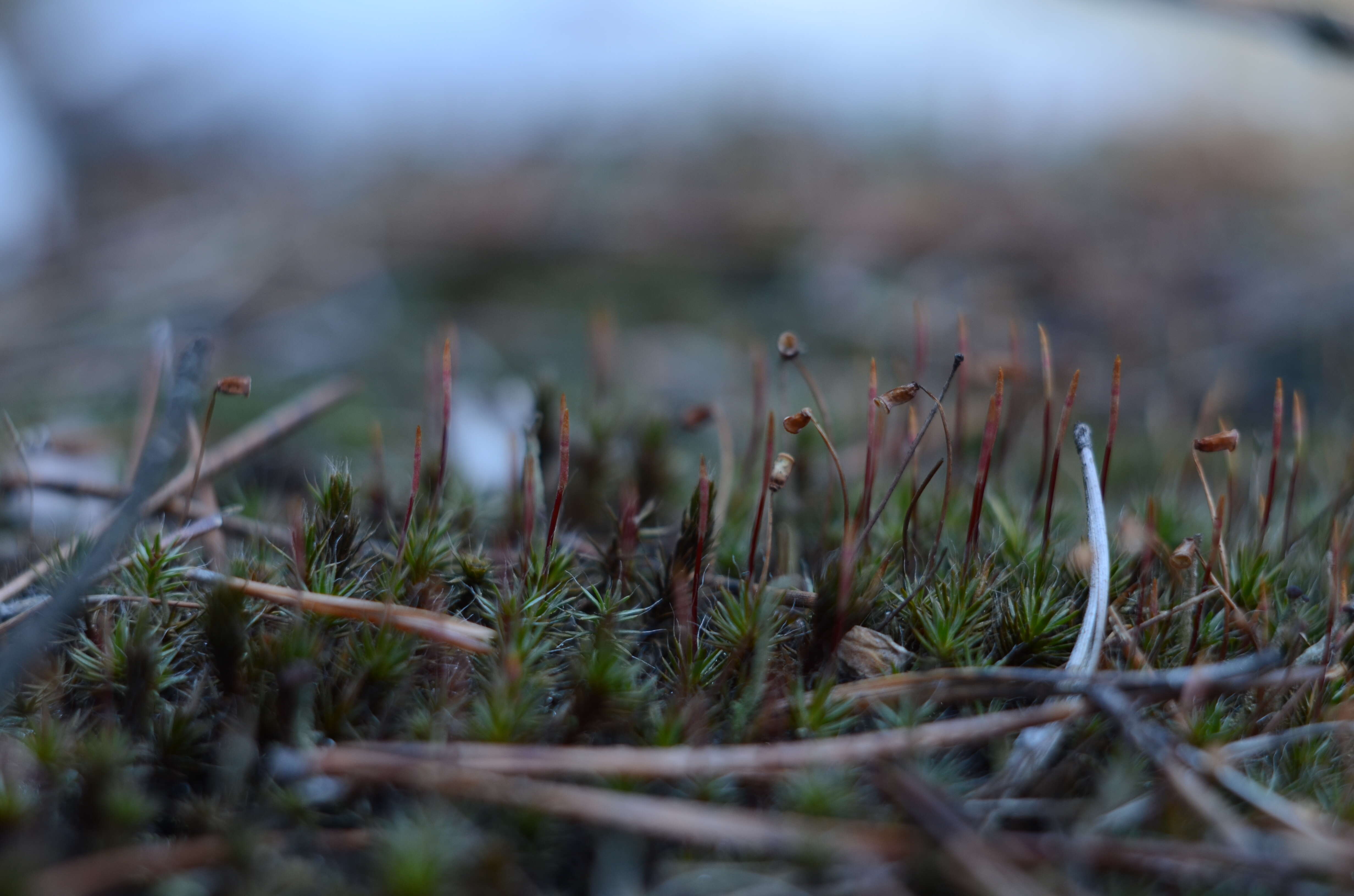 Image of Polytrichum moss