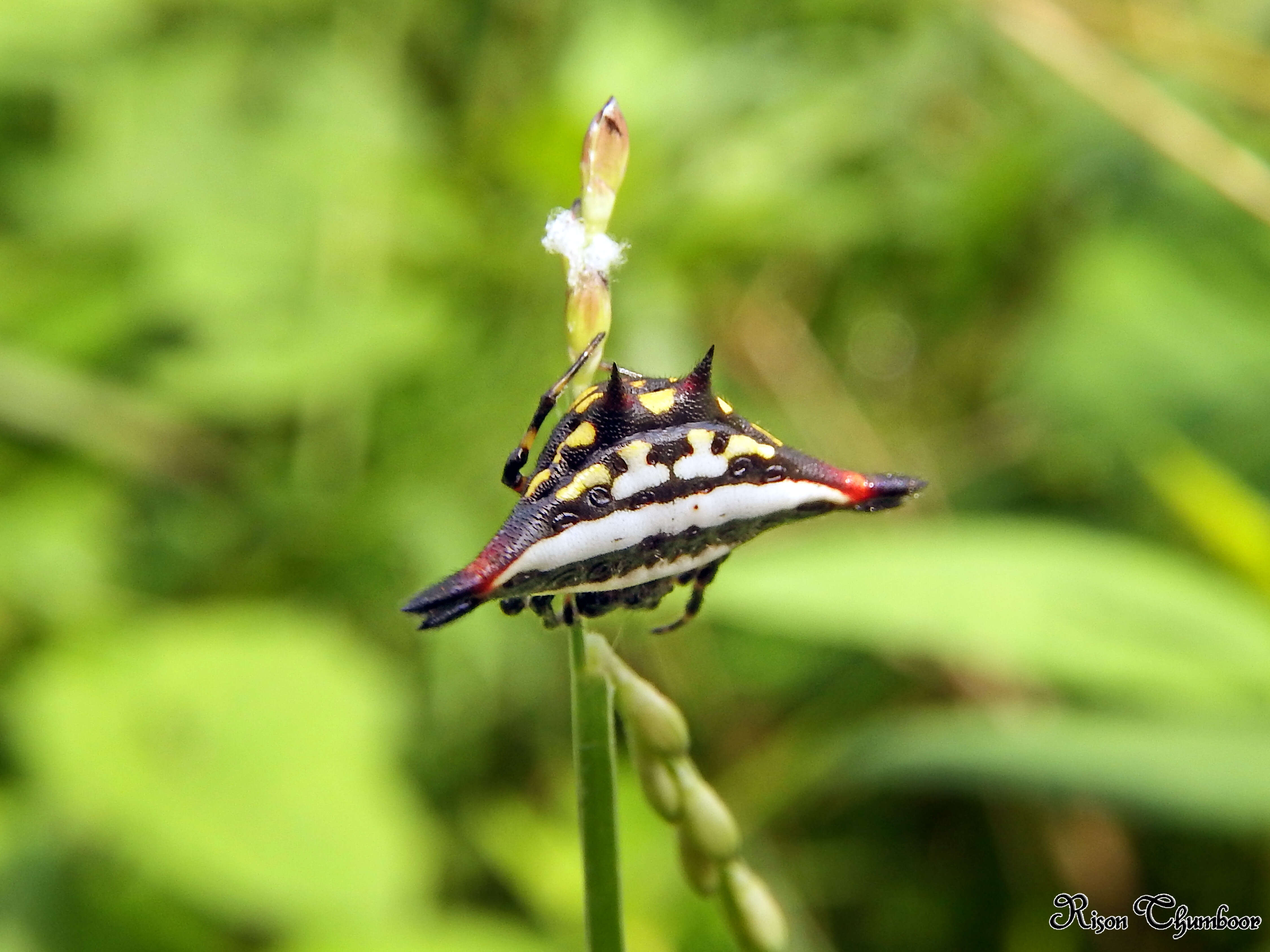 Image of Gasteracantha geminata (Fabricius 1798)