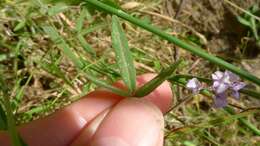 Imagem de Glycine microphylla Tindale