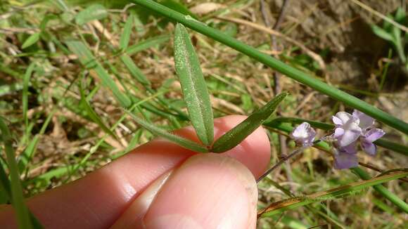 Image of Small-leaf glycine