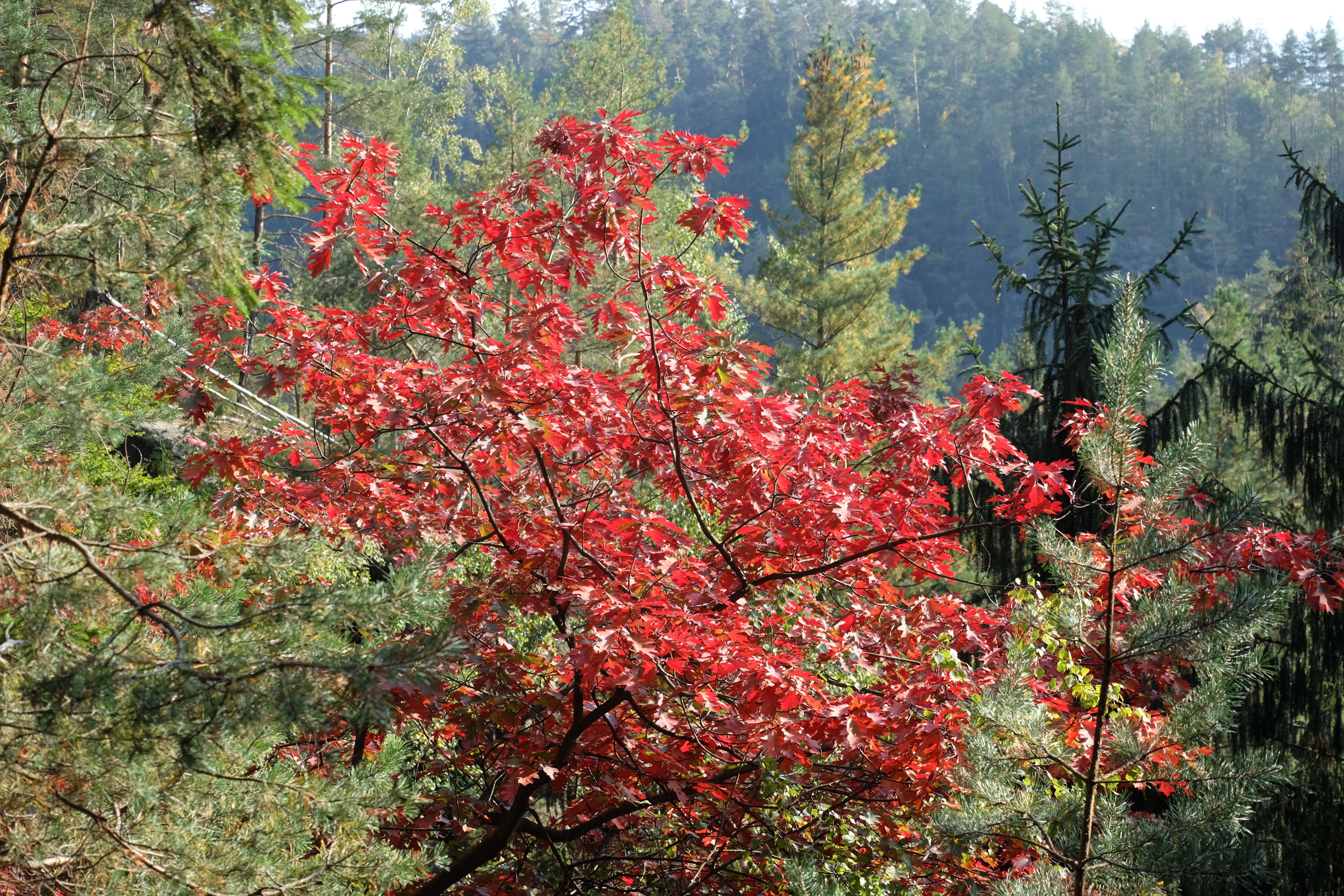 Image of Northern Red Oak