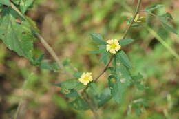 Imagem de Sida rhombifolia L.