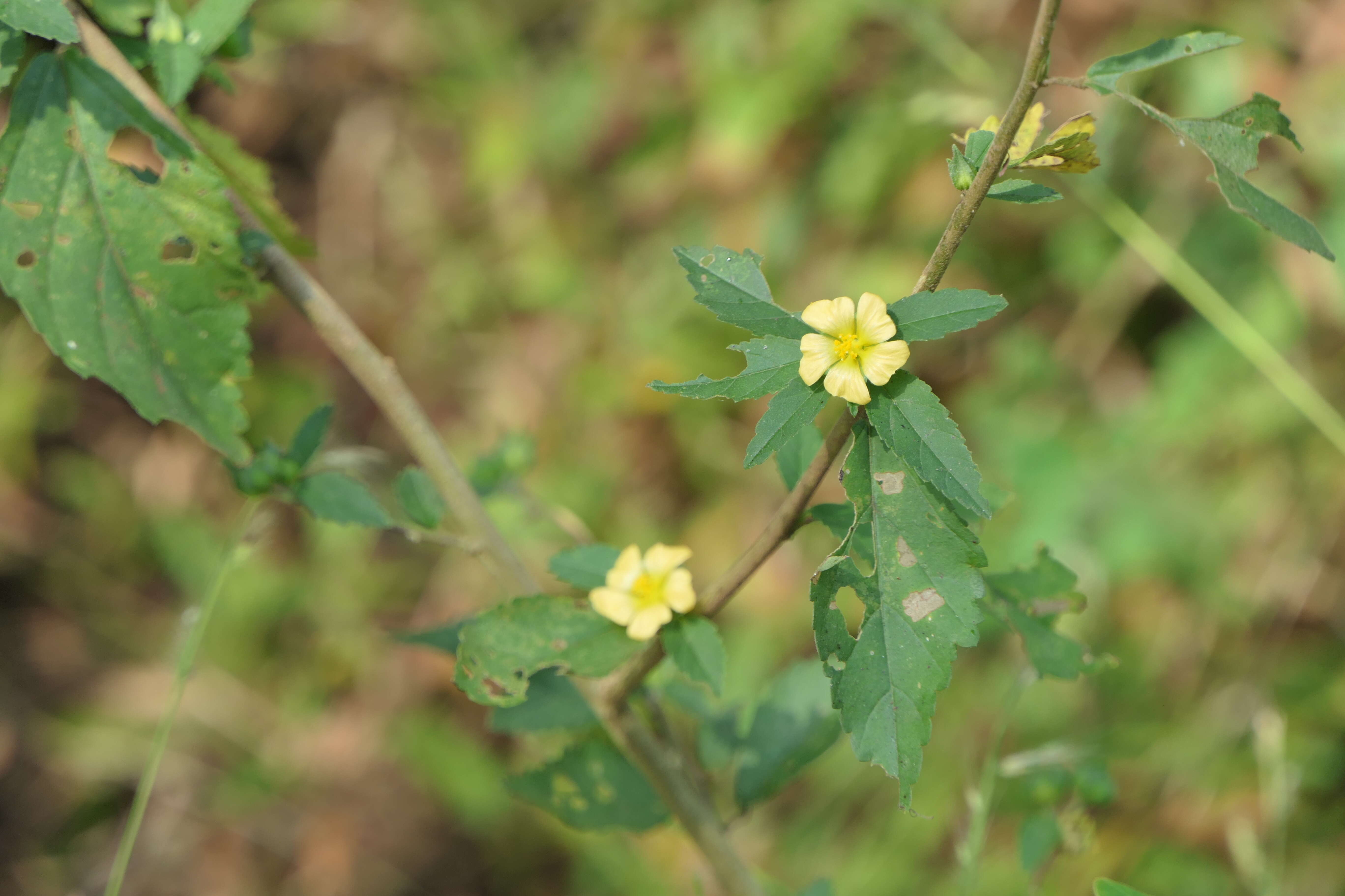 Imagem de Sida rhombifolia L.