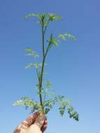 Image of bur chervil
