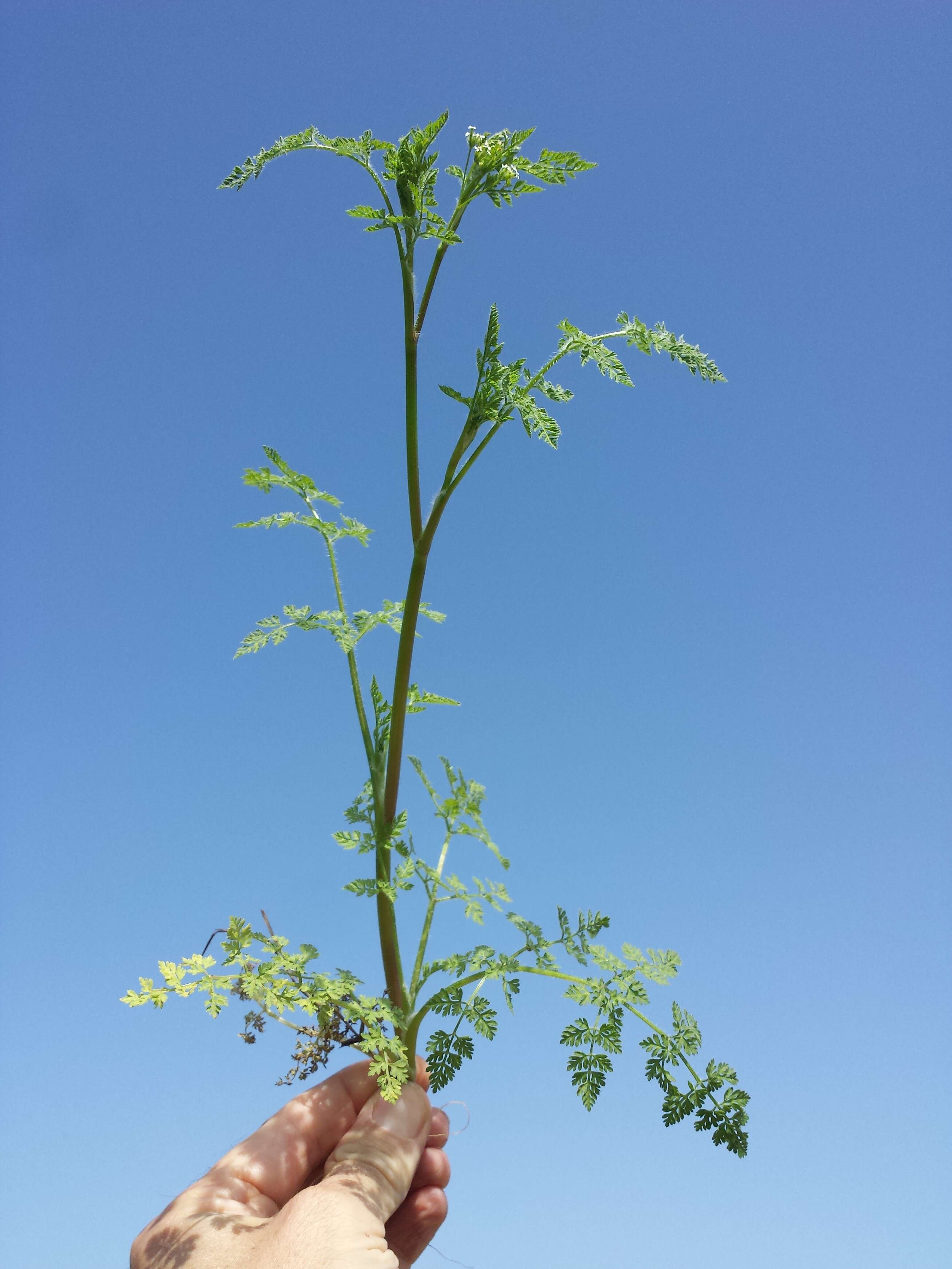 Image of bur chervil