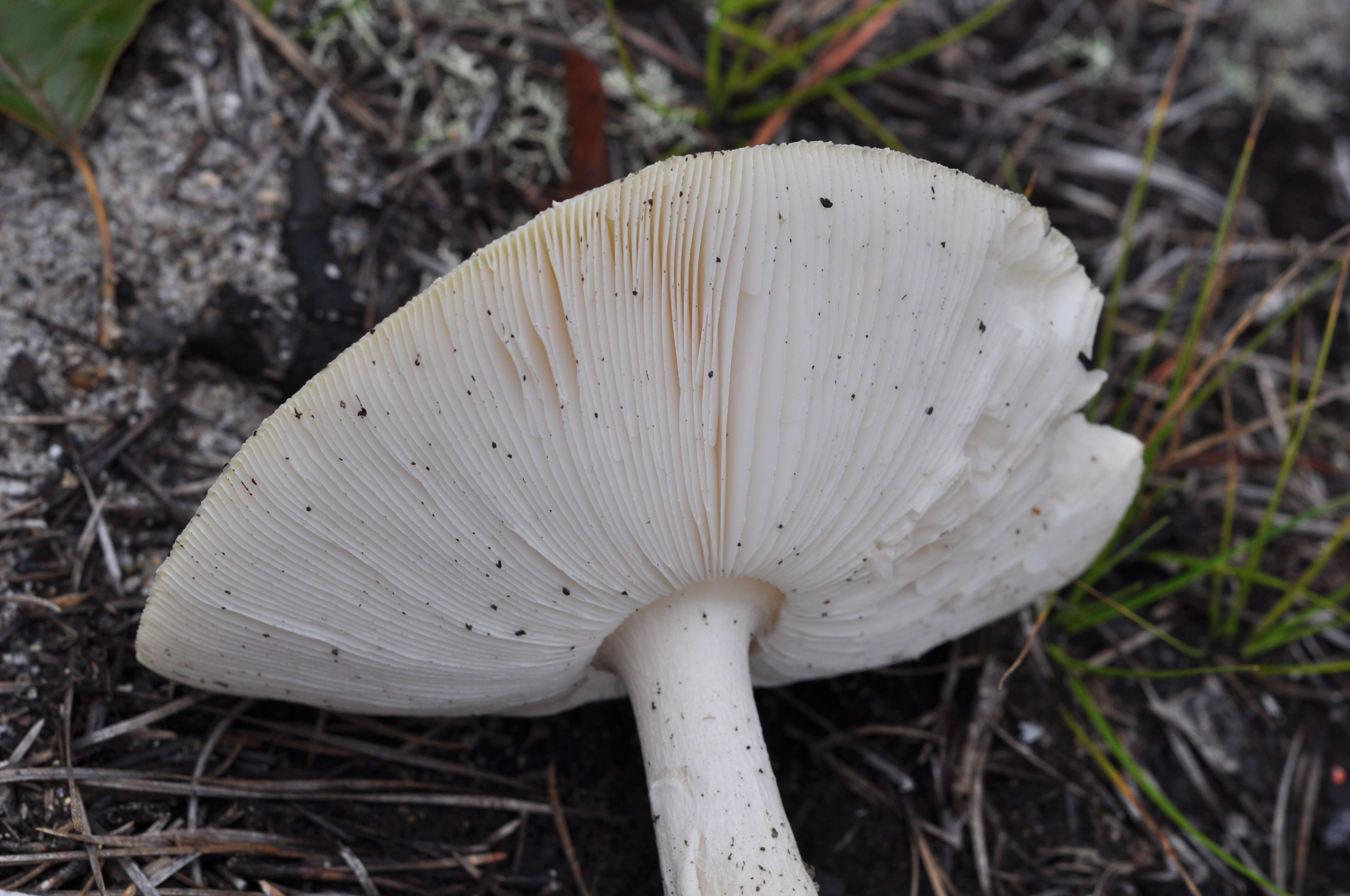 Imagem de Amanita muscaria var. guessowii