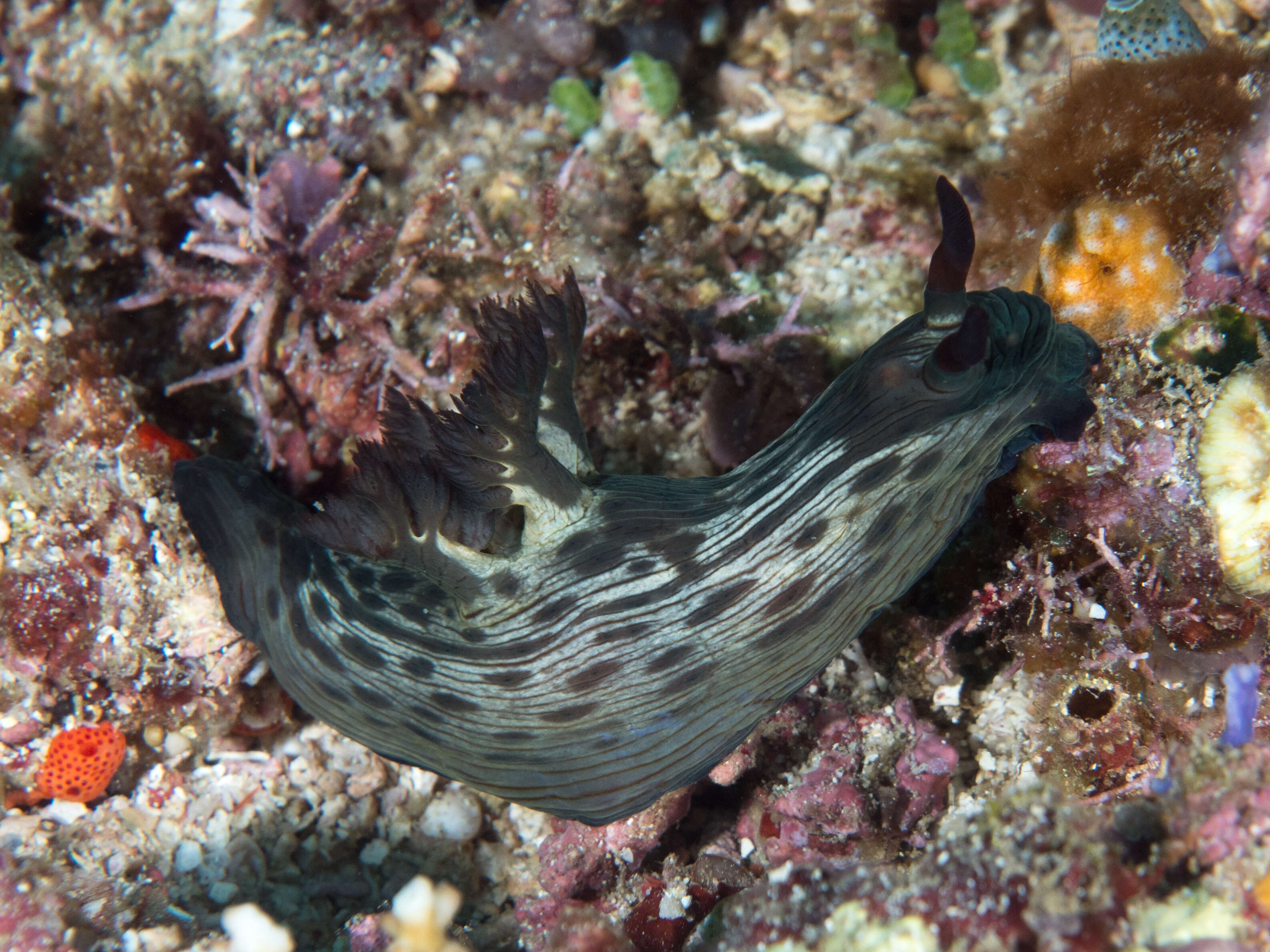 Image of Nembrotha mullineri Gosliner & Behrens 1997