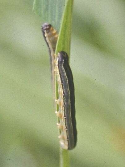 Image of African armyworm