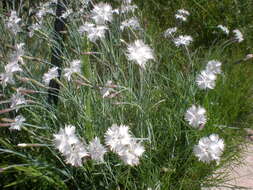 Imagem de Dianthus anatolicus Boiss.