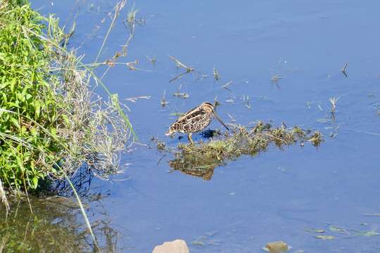 Gallinago nigripennis Bonaparte 1839 resmi