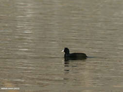 Image of Common Coot