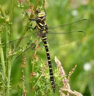 Image of golden-ringed dragonfly