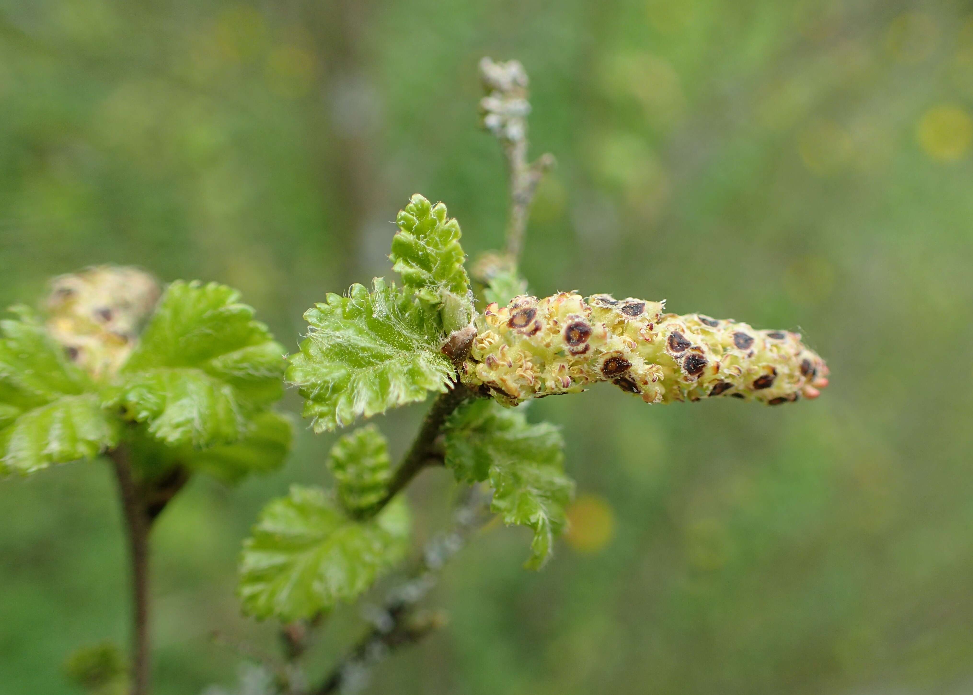 Image of Shrubby Birch