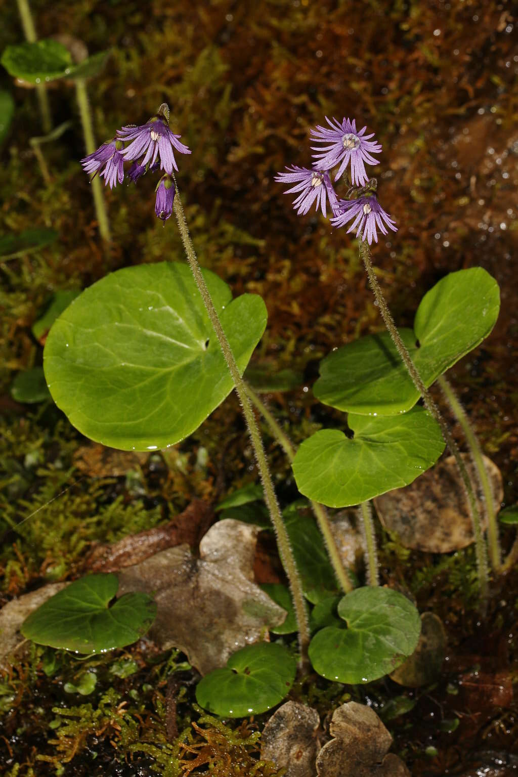 Image of Soldanella villosa Labarrère