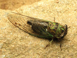 Image of Linne's Annual Cicada