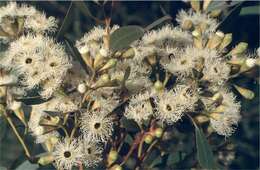 Image of Gooseberry Mallee