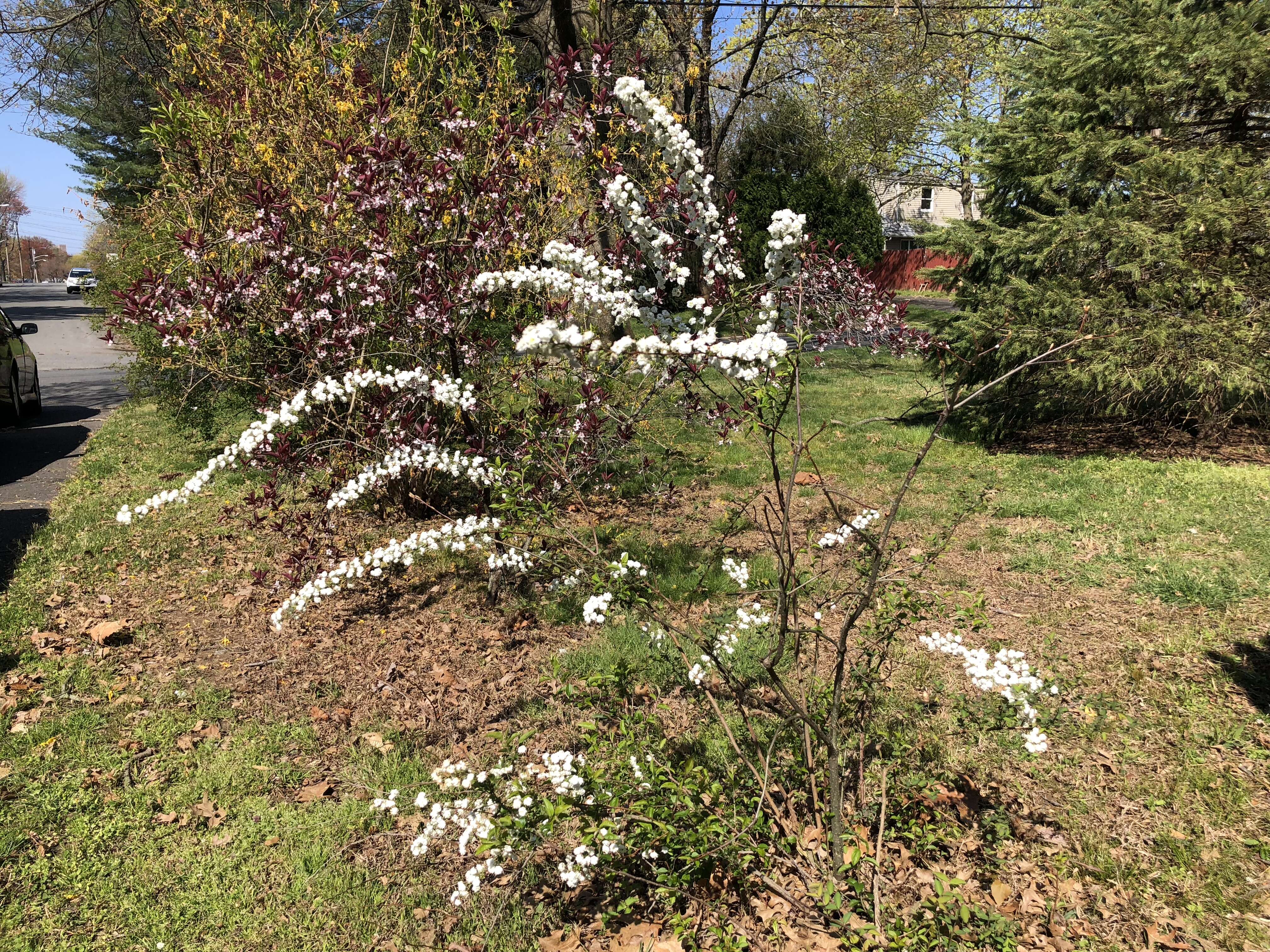 صورة Spiraea prunifolia Sieb. & Zucc.