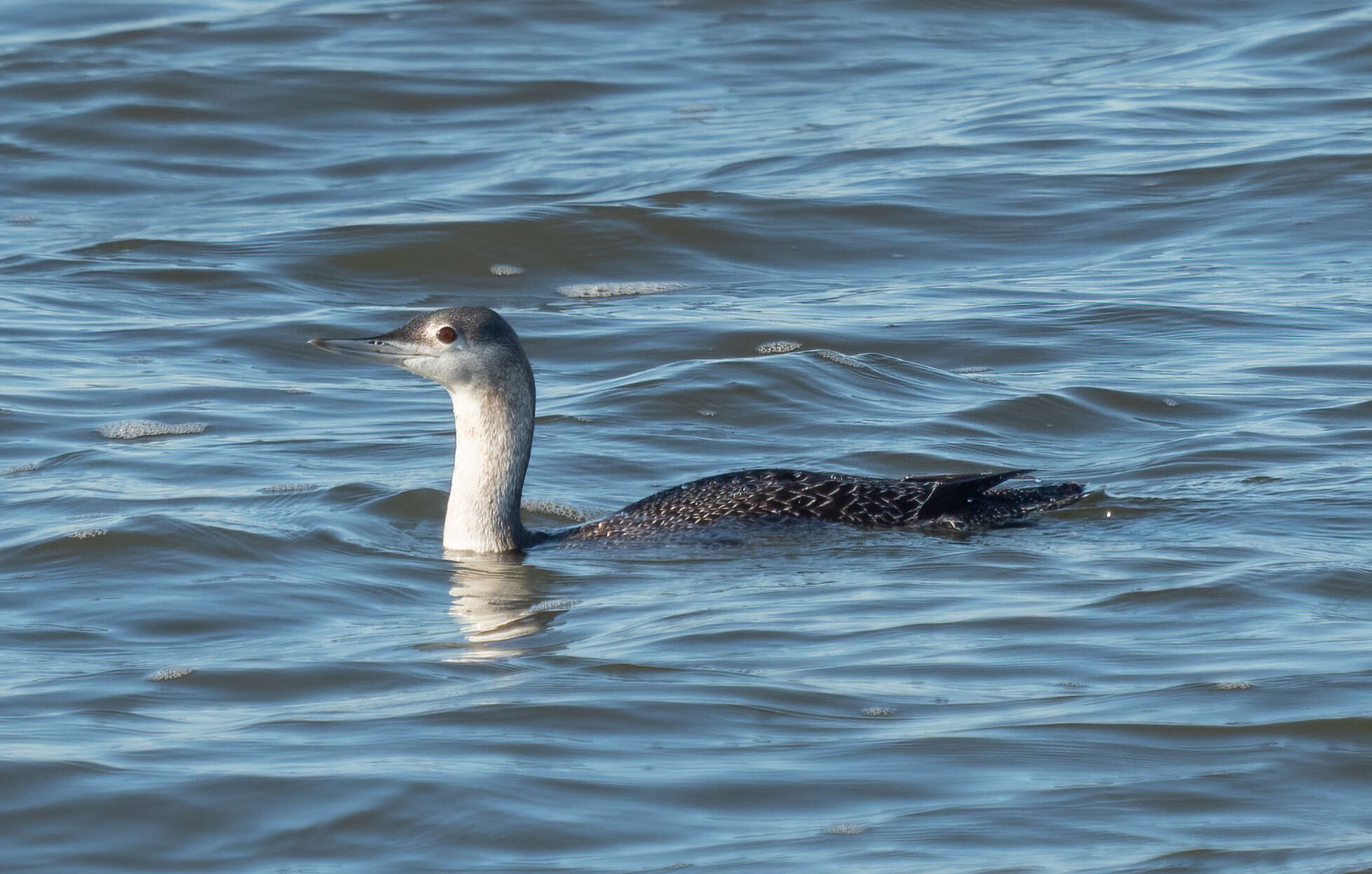 Image of Red-throated Diver