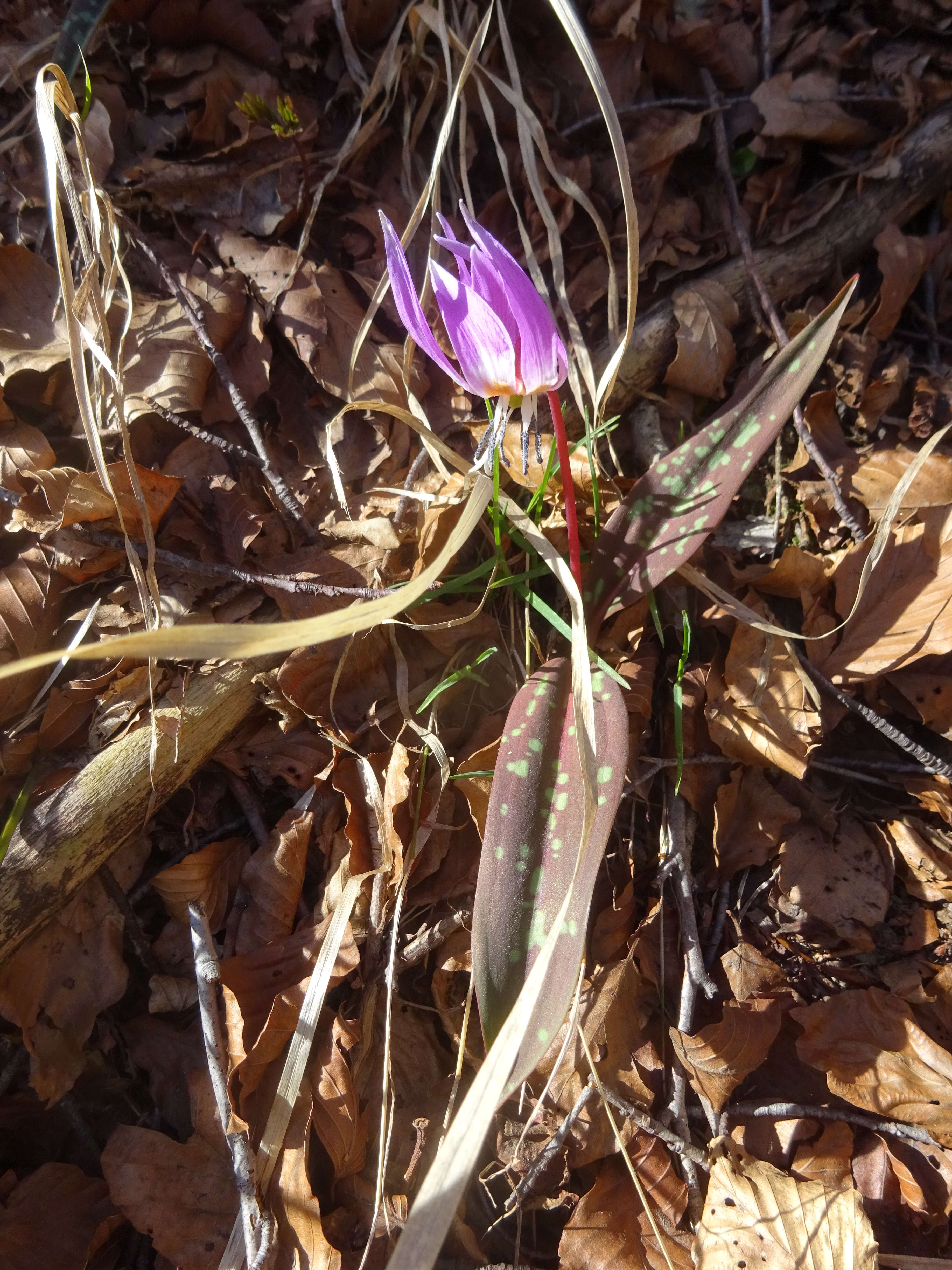 Image of Dog tooth lily