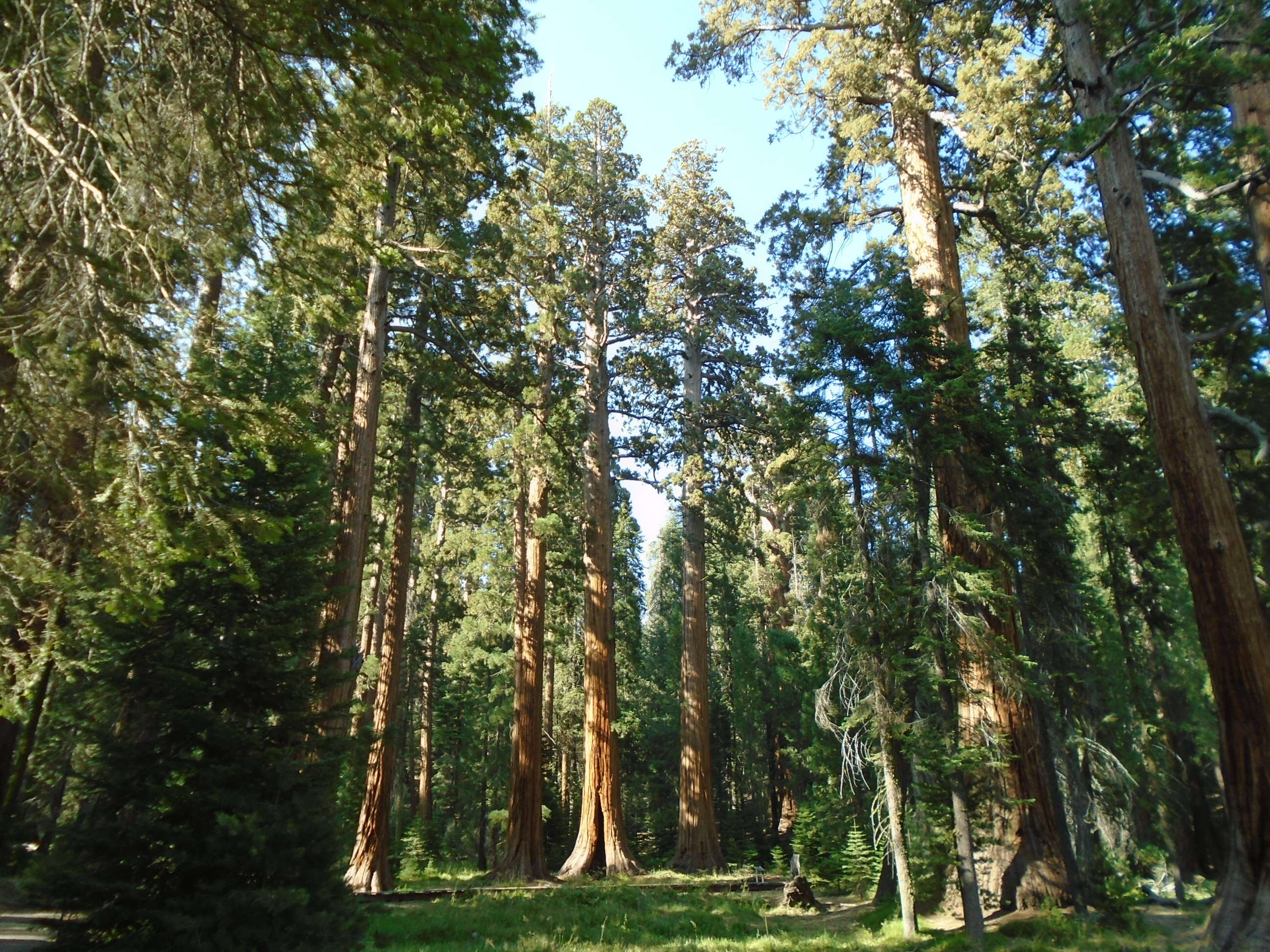 Image of giant sequoia