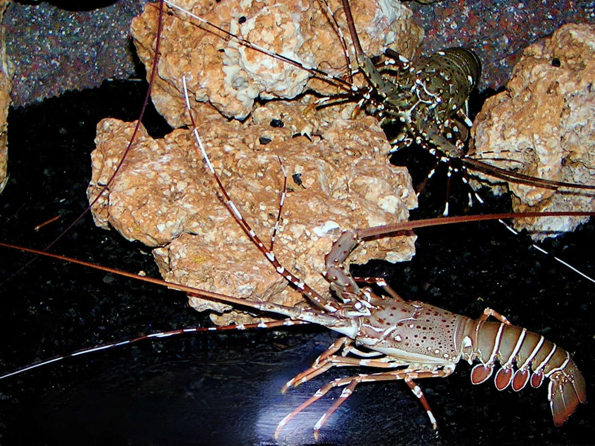 Image of Mud Spiny Lobster