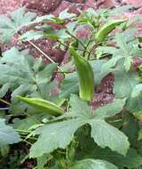 Image of okra