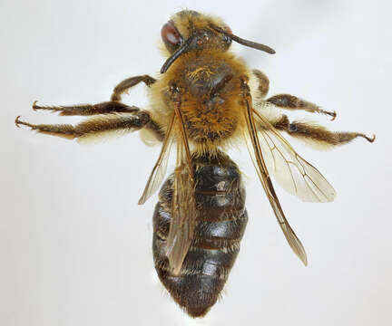 Image of Andrena fucata Smith 1847