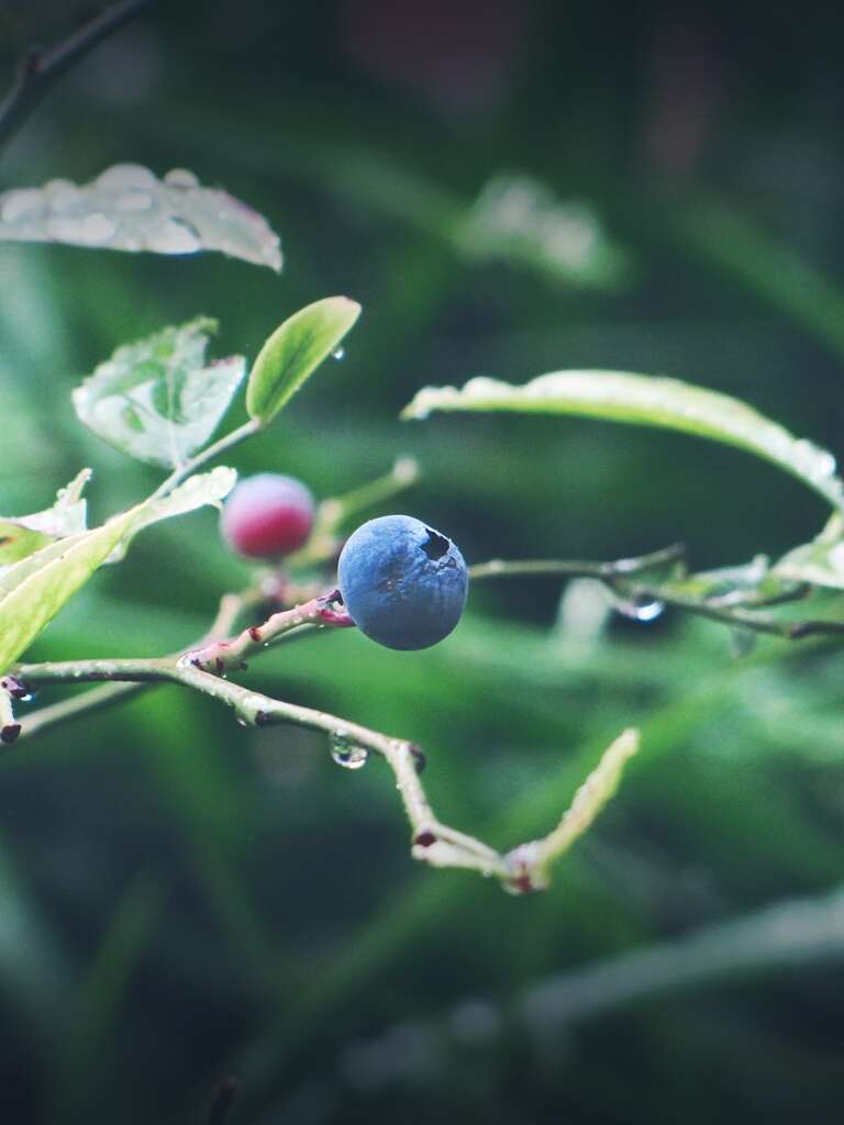 Vaccinium sect. Cyanococcus的圖片