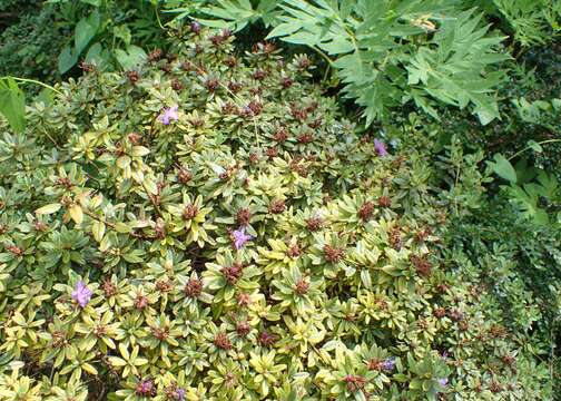 Image de Rhododendron impeditum I. B. Balf. & W. W. Smith