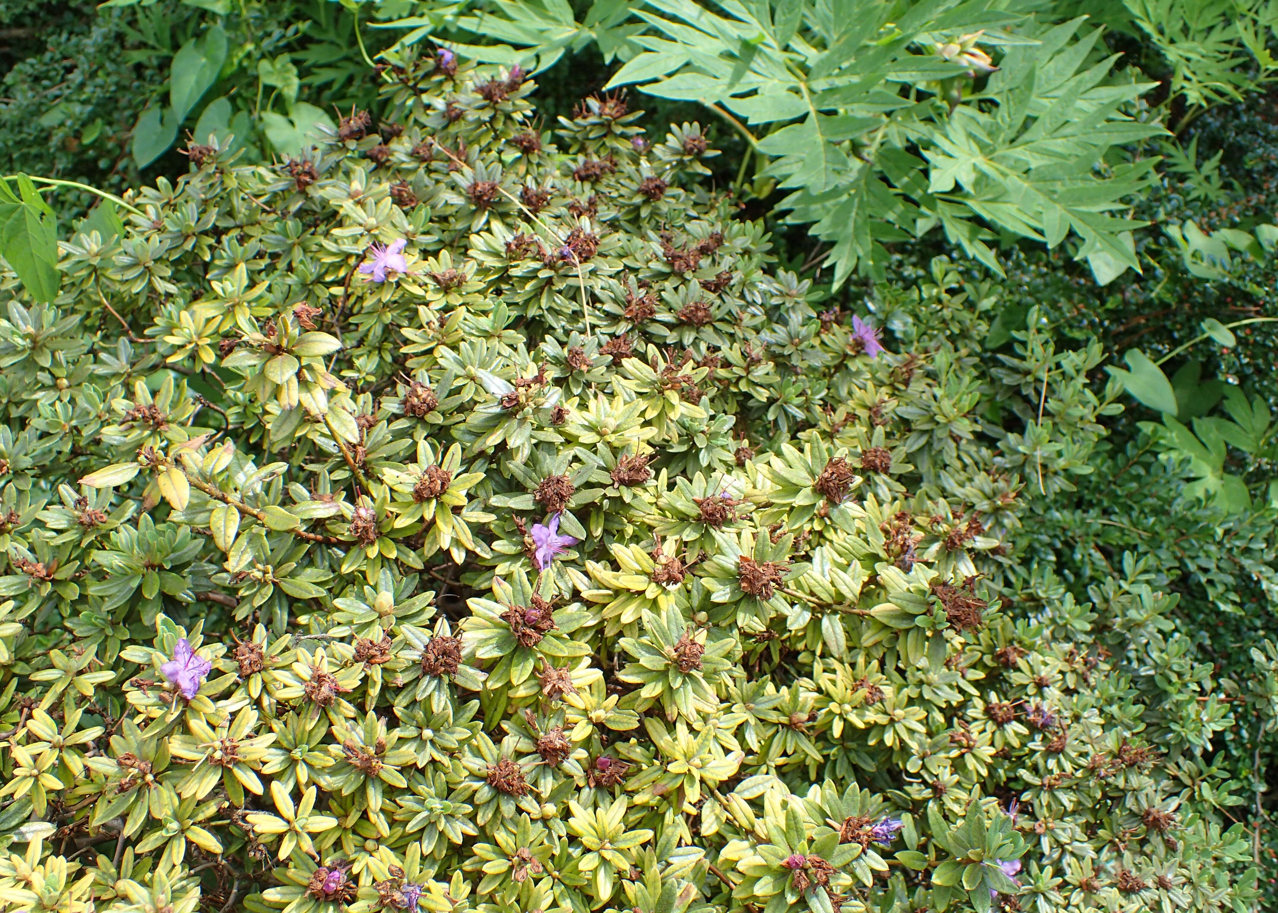 صورة Rhododendron impeditum I. B. Balf. & W. W. Smith