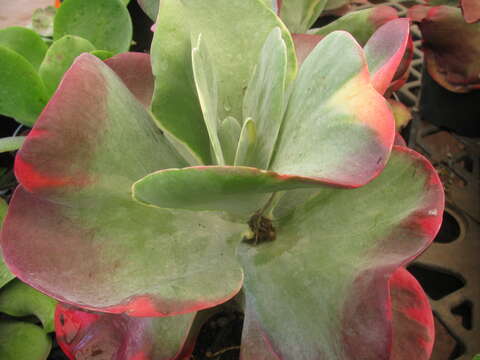 Kalanchoe luciae resmi