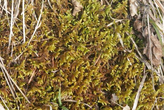 Image of rhytidium moss