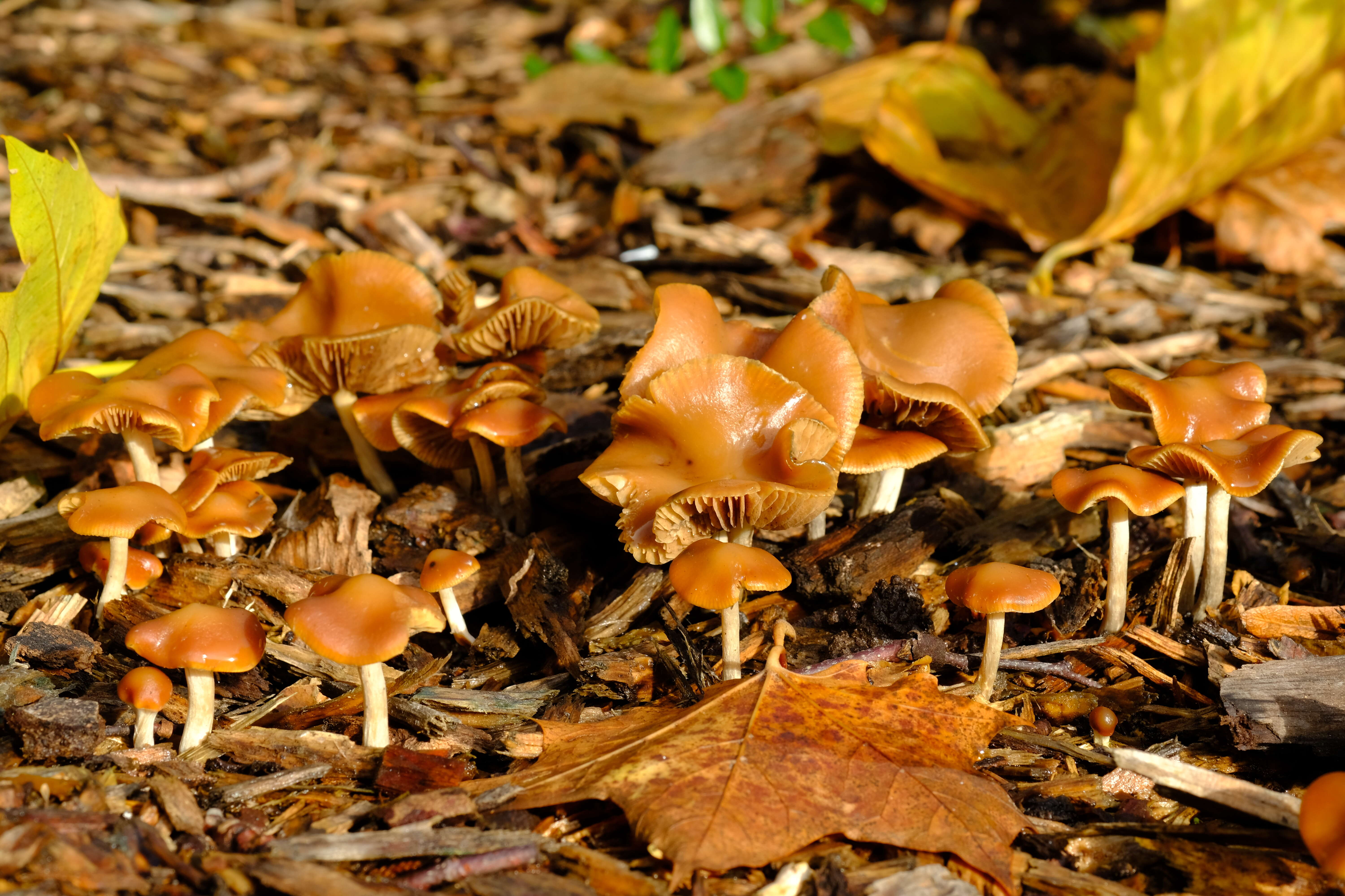 Psilocybe cyanescens Wakef. 1946的圖片