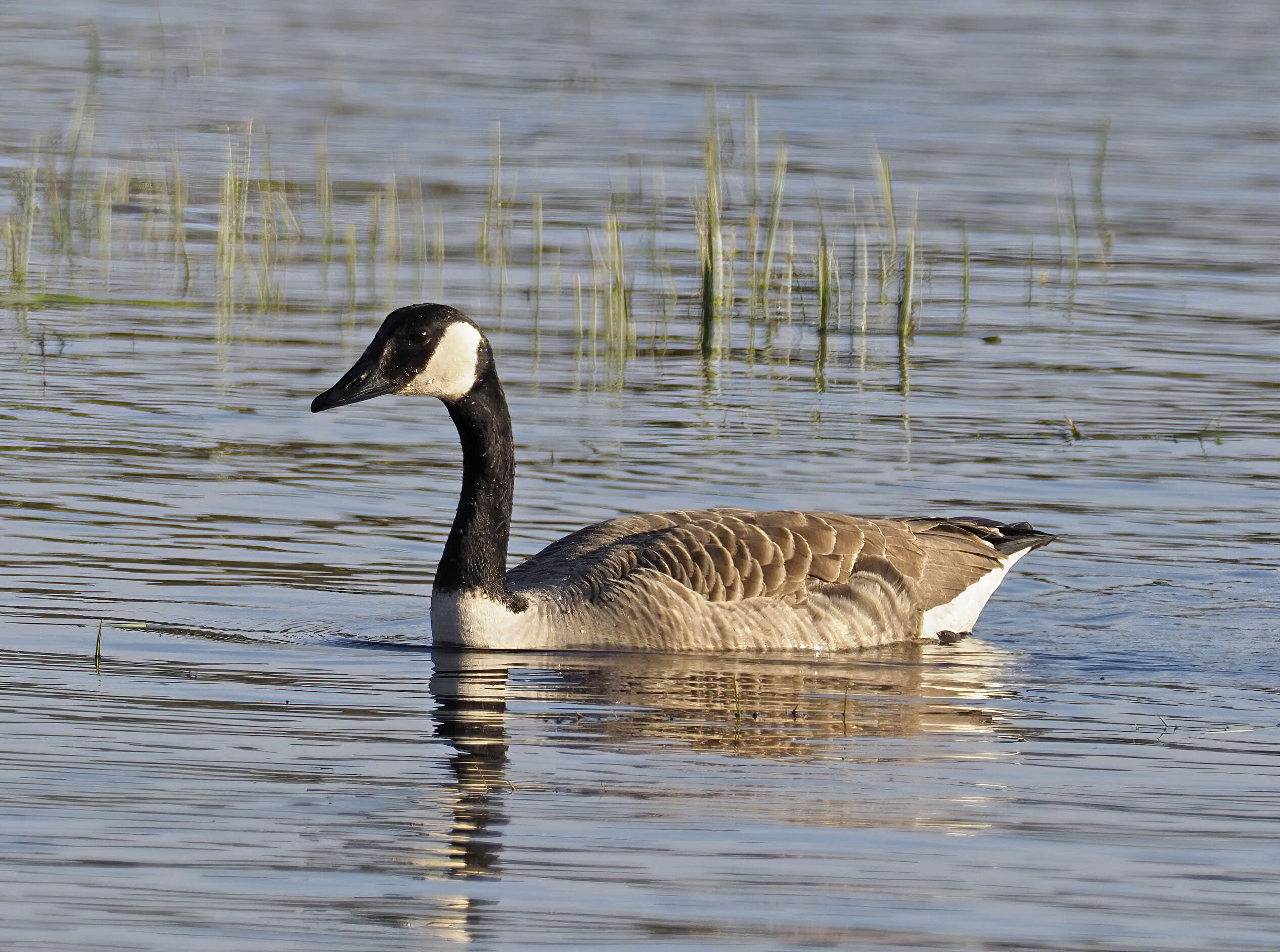 Image of Hawaiian goose