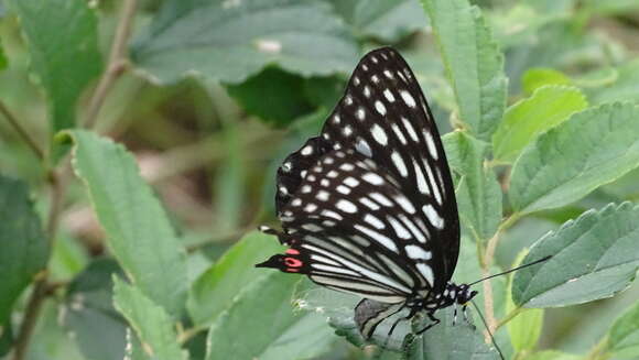 Image of Hestina assimilis Linnaeus 1758