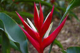 Image of Heliconia angusta Vell.