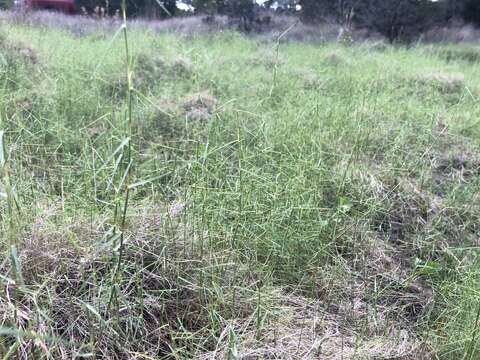 Imagem de Muhlenbergia utilis (Torr.) Hitchc.