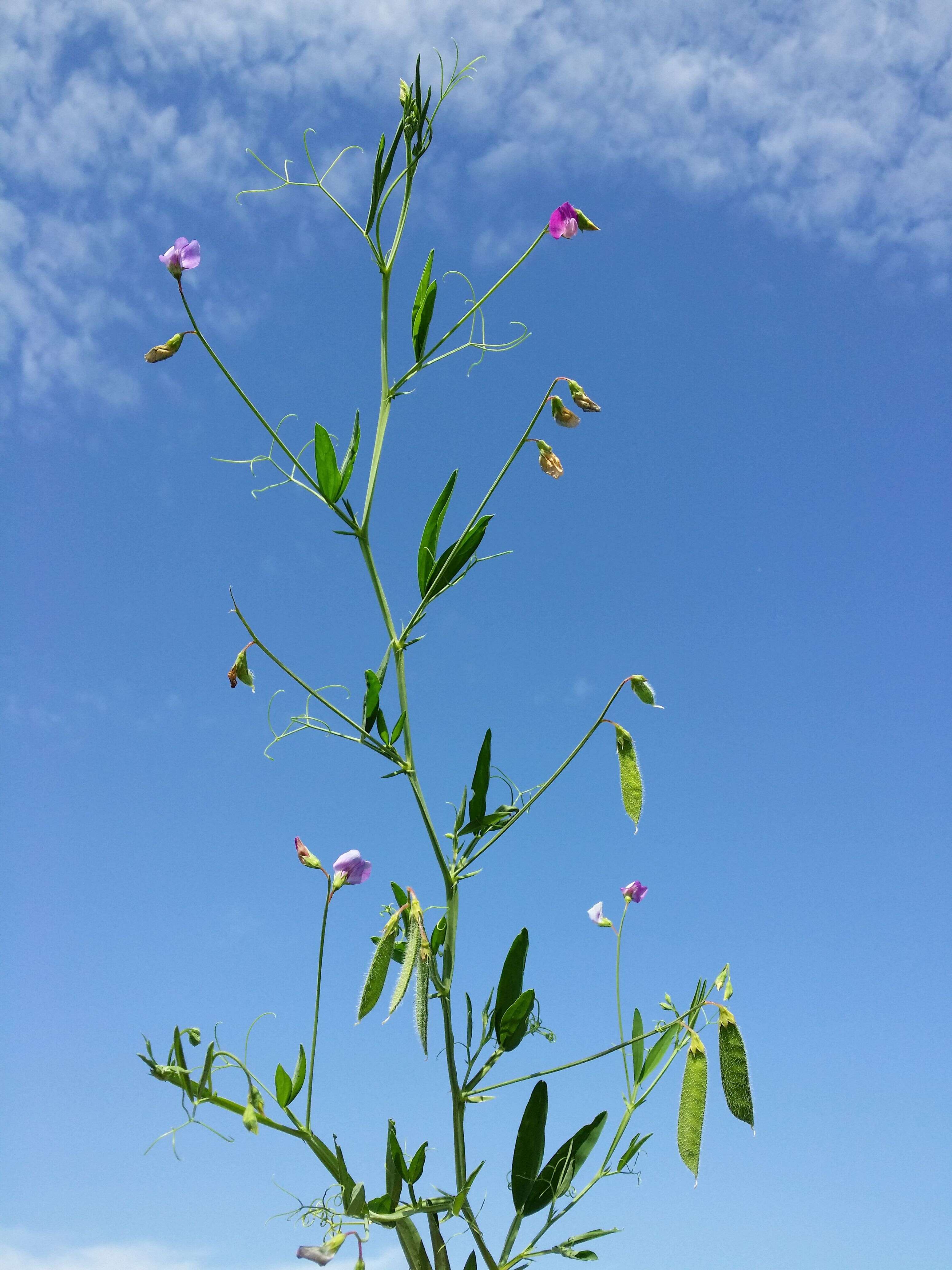 Lathyrus hirsutus L.的圖片