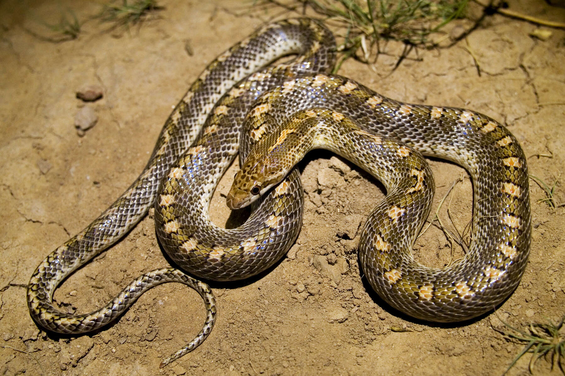 Image of Glossy Snakes