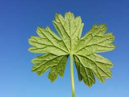 Image of hedgerow geranium