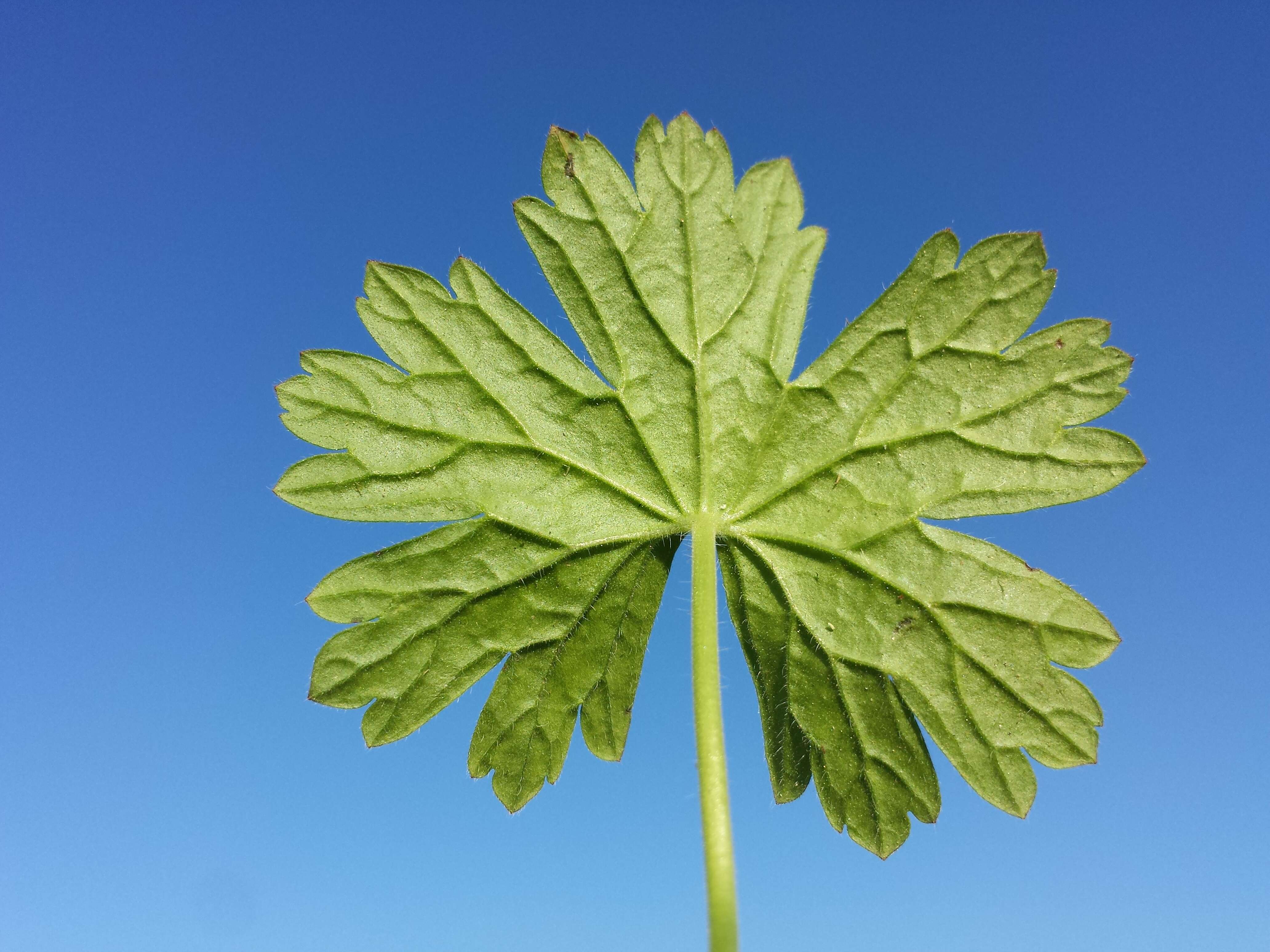 Image of hedgerow geranium