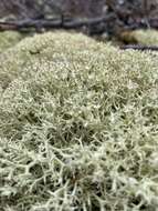 Image of Thorn cladonia