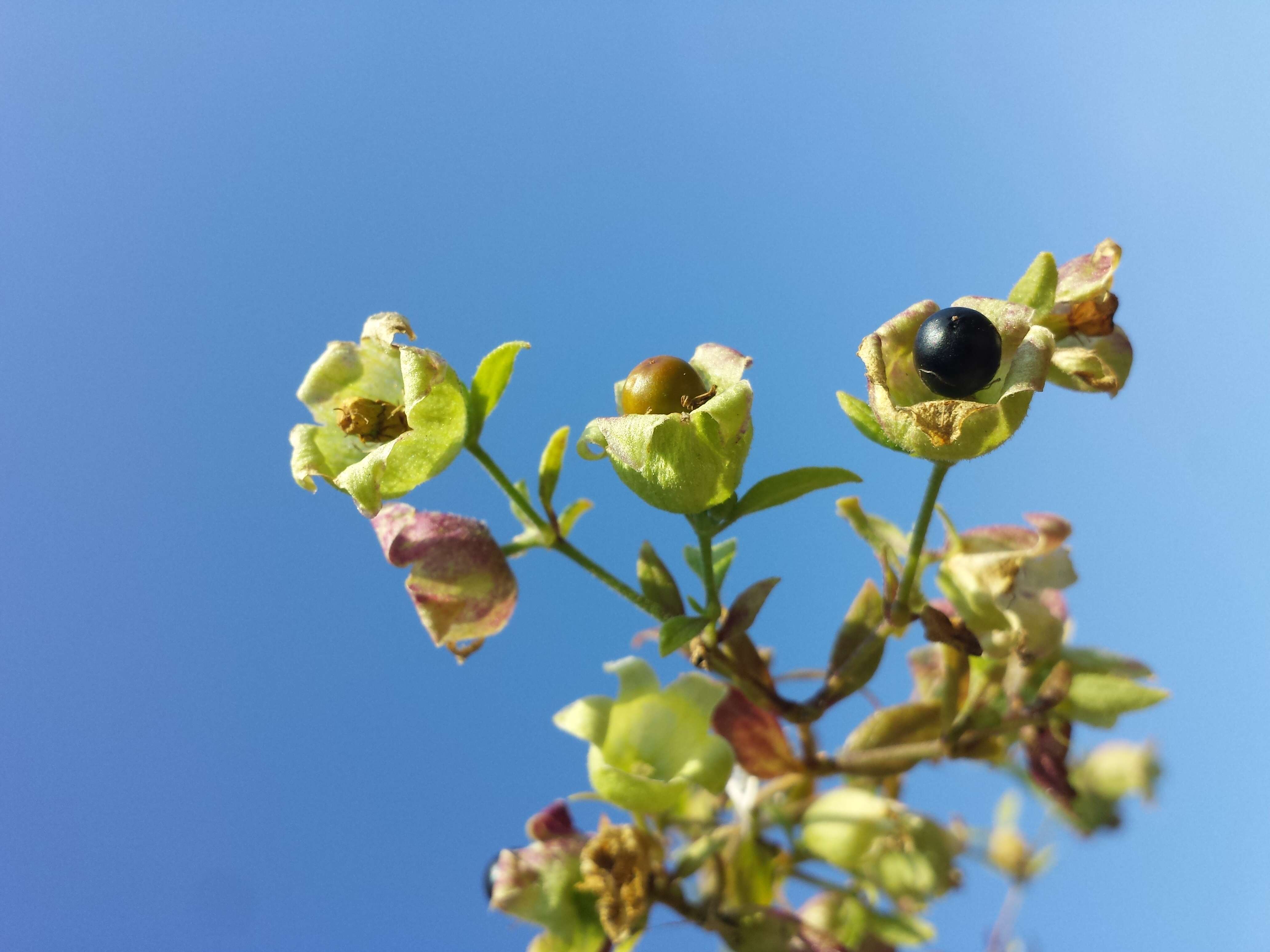 Imagem de Silene baccifera (L.) Roth