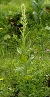 Image of White Hellebore