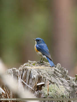 Image of Orange-flanked Bush-Robin