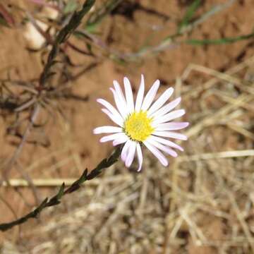 Image of Symphyotrichum moranense (Kunth) G. L. Nesom