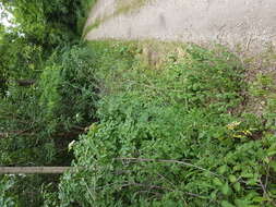 Image of Lactuca quercina L.