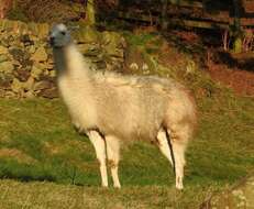 Image of llama