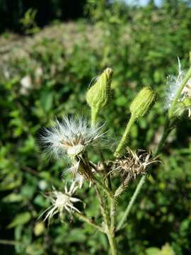 Image of marsh sow-thistle